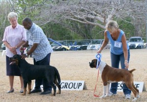 Workinggroup_winners Rottweiler and Boxer win Working Group
