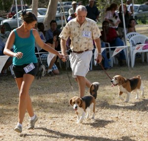 Beagles_March Beagles judged by Liz Cartledge in Barbados show