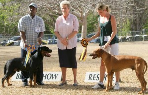 Best_in_show_March 21, 2010 Liz Cartledge in Barbados judging dogs