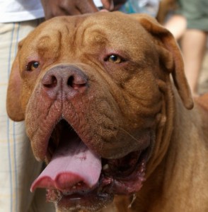 DoguedeBordeaux_March A Dogues Des Bordeaux at a Barbados dog show