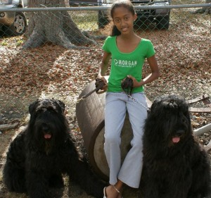 Rita_Rupert Bouvier Des Flandres at a dog show in Barbados