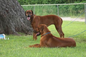 Rhodesian Ridgebacks