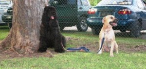 Dogs at obedience trials