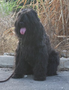 Rhapsody, a Bouvier Des Flandres in Barbados