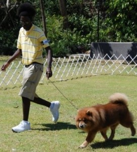 Shane Shane and a Chow Chow dog