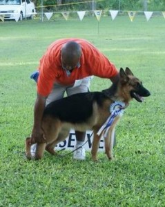 BISpuppy Handler and German Shepherd puppy in Barbados