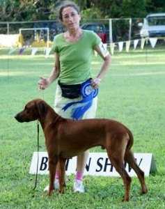 BLBISNov Best locally bred dog in a dog show in Barbados