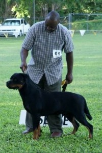 ReserveBestinshow Rottweiler and handler in show at Barbados