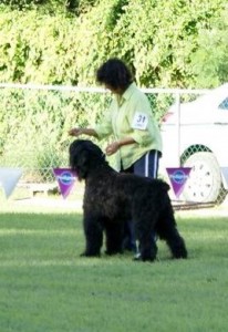 RitaNov A Bouvier Des Flandres stacked at a dog show