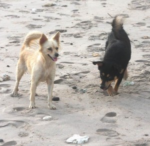 Two small dogs on a Barbados beach