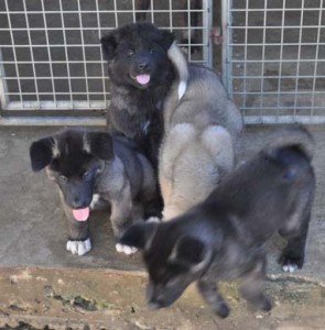 FOR MARG Four Japanese Akita Puppies