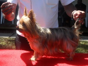 Australian Silky Terrier in Barbados