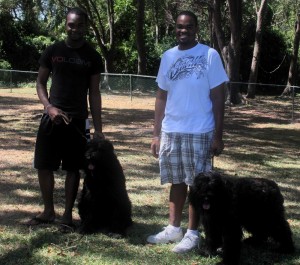 Bouviers in Barbados