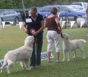 Golden Retriever and Labrador Retriever