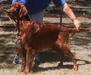 Irish Setter in Barbados, March 2011