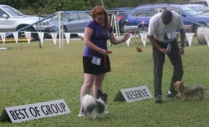 Papillon and Australian Silky Terrier