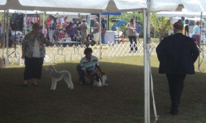 A Bedlington Terrier