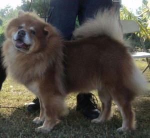  A Chow Chow at a dog show