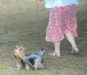 Yorkshire Terrier at a dog show