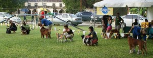 Winning group dogs in Barbados