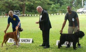 Boxer and Bouvier Des Flandres were the top winning dogs in the show