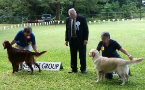 Dogs winning Gundog group in Barbados