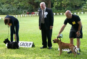 Terriers winning group places at dog show