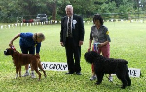 Working group winners at a dog show in Barbados in November, 2011