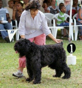 Bouvier Des Flandres Ch. Calliope Rhapsody C.D.
