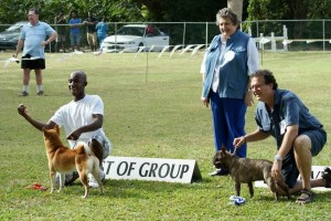 Japanese Shiba Inu wins Utility Group