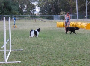 agility_waterford puppies playing at Waterford