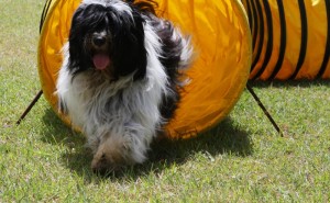Coming through the tunnel Tibby enjoying an agility obstacle