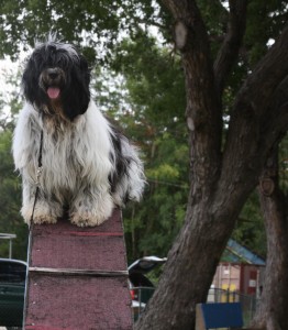 Tibby on the Walk Way Tibetan Terrier on the Walk Way