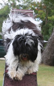 Tibby moving swiftly down the walk way Tibetan Terrier descending the walk way