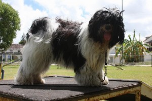 Ch. Araki Miss Conduct at Calliope Tibetan Terrier "Tibby"