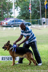 German Shepherd stacked in the show ring