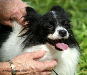 Head of a Papillon