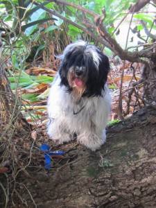 Ch. Araki Miss Conduct at Calliope in Barbados