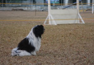 Obedience Trials in Barbados