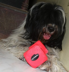 Tibetan Terrier and dumb bell