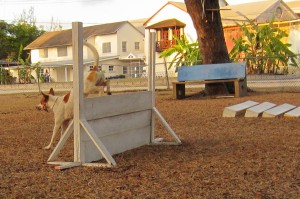 Obedience training in Barbados