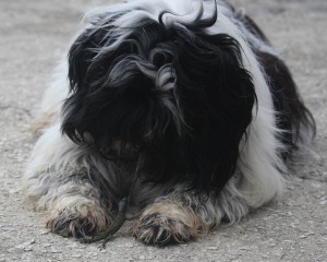 Tibby and Lizzy the lizard