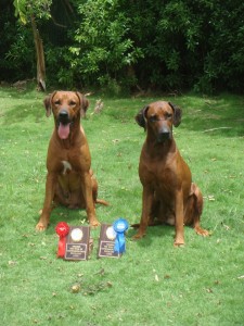 Rhodesian Ridgebacks posing with their obedience trophies