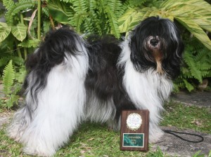 Tibetan Terrier and her obedience trophy