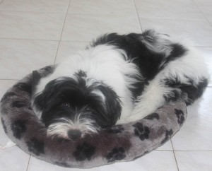 Tibby and her puppy bed