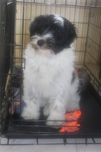Tibetan Terrier Tibby