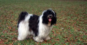 Ch. Araki Miss Conduct at Calliope in Barbados