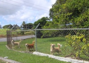 Rescued dogs in Barbados