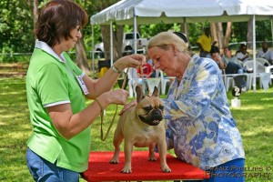 French Bulldog
