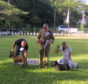 Terrier Group winners in Barbados November show
